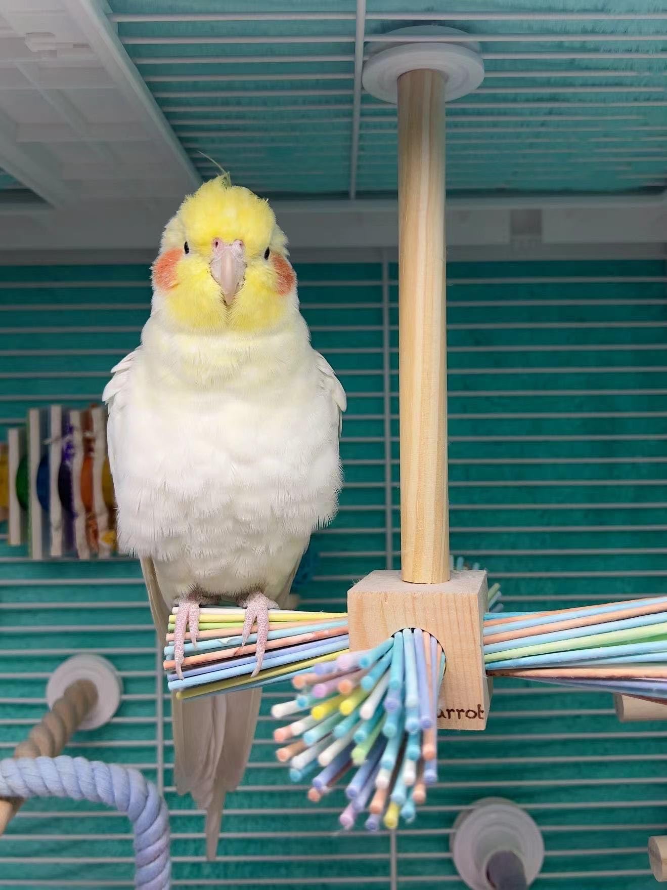 Amazon | インコ はしご おもちゃ 木製 鳥 止まり木 吊り下げ 小鳥